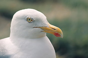 racek, seevogel, pták, hlava, peří, účtovat, vodní pták, charadriiformes, laridae, Příroda, Severní moře