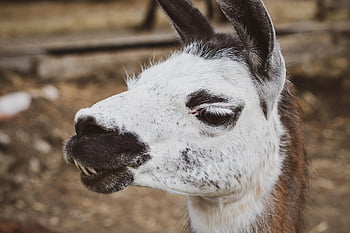 lama, alpaca, head, nature, fur, beast Of Burden, spotted, patched, tooth, mammal, animal