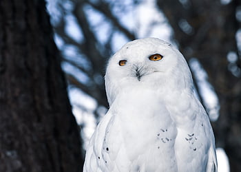 hibou, Harfang des neiges, blanc, plumes, chouette blanche, oiseau blanc, oiseau, rapace, oiseau de proie, portrait, portrait d'animal