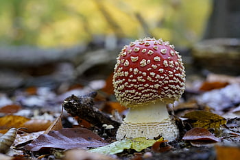 agaric, houba, muchomůrka, mykologie, les, divoký, Příroda, moucha agaric, mladý, podzim, listopad