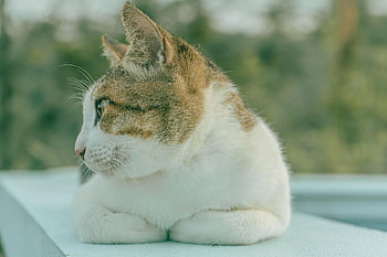 動物、 自然、 ネコ、 哺乳類、 ペット、 猫科、 迷います、 めお