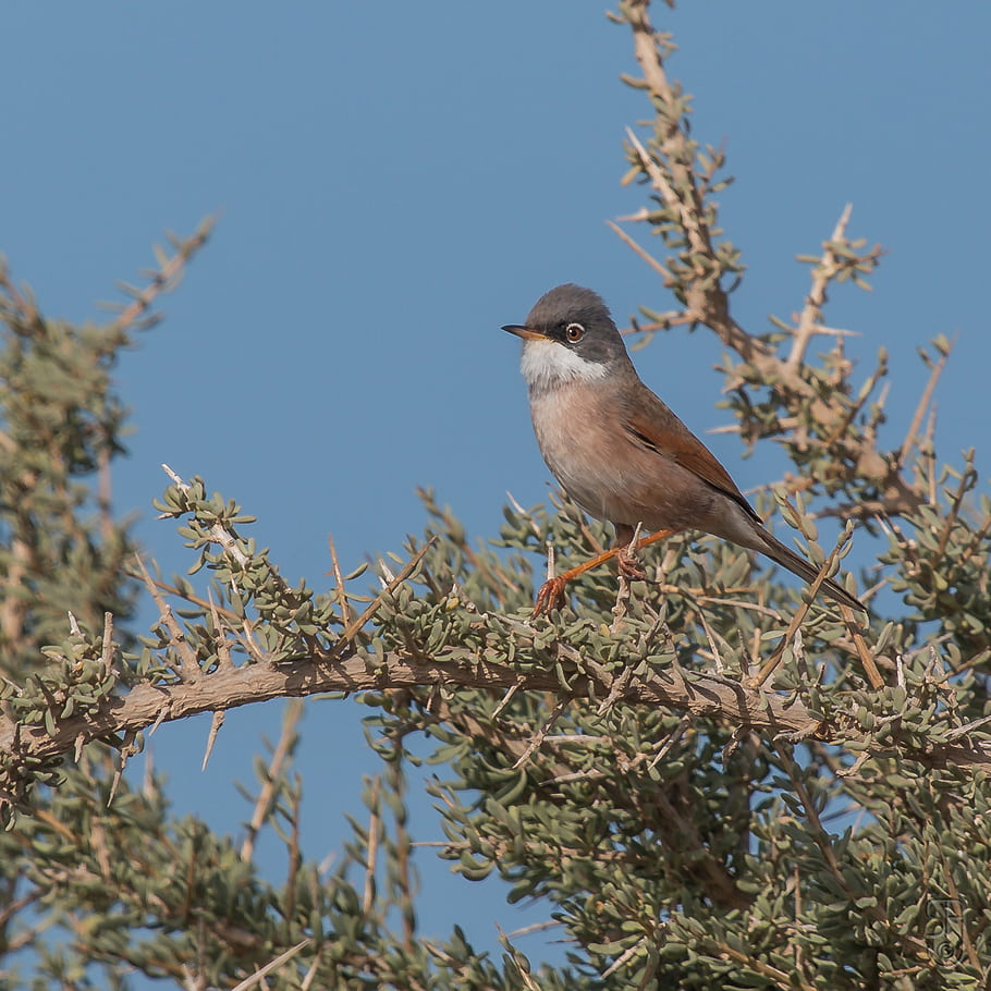 Warbler Spectacled, Sylvia conspicillata orbitalis, la florida, gran canaria, Spanyol, canon eos 70d, Canon EF 100-400 F/4.5-5.6 L adalah USM, burung, bertengger burung, Songbirds, eropa