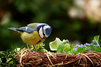 동물, 새, 푸른 짹, cyanistes caeruleus, 우는 새, 작은, 먹이 찾아 다니기, 자연, 정원