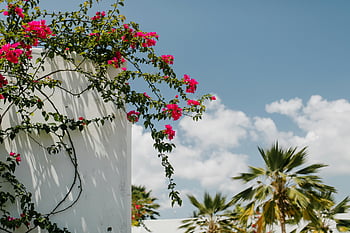 bougainvillea, šplhací závod, bílé zdi, jasně modrá obloha, palmy, barevné květy, venkovní scénu, tropické prostředí, květinový displej, zahradní zeď, Vibrující květy