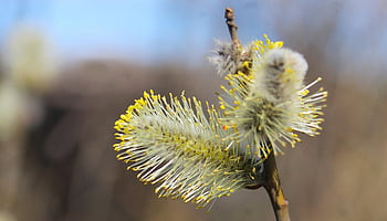 nature, plants, base, willow, twigs, closeup, macro Photography, stamens, spring