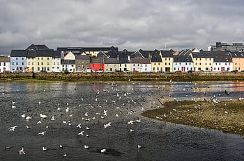 galway, ireland, galway City, city, houses, buildings, water, birds
