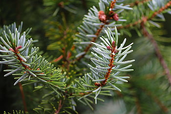 needle Branch, pine Needles, conifer, nature, branch, needles, evergreen, green, spruce, fir Tree, forest