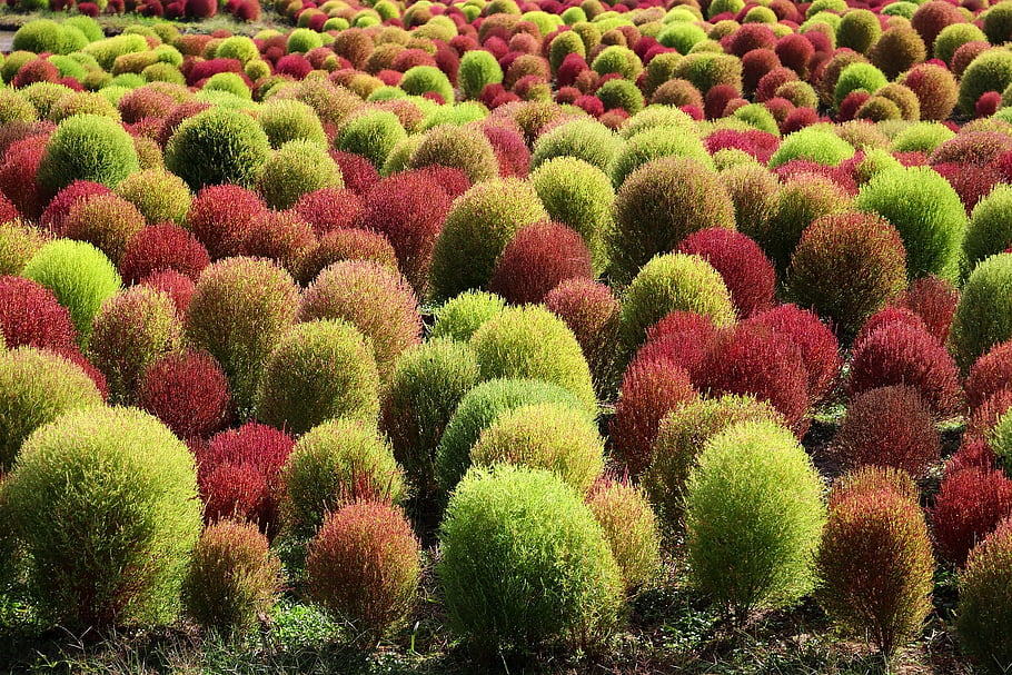 kochia, keře, rostlin, fireweed, hořící keř, letní cypřiš, barvitý, flóra, zahrada, venku, přírodní
