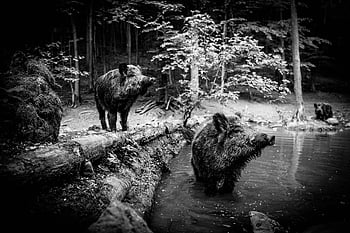 wild Boar, pig, sows, the Animal, nature, zoo, mammals, the Bristles, forest, wild, piglet