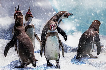 ペンギン、 鳥、 雪、 降雪、 冬、 コールド、 動物たち、 野生動物、 自然、 氷山、 氷河