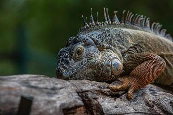 lizard, iguana, reptiles, green Iguana, nature, wild Animal, wildlife, animal, wild Life, trinetra Photography, animal Photography