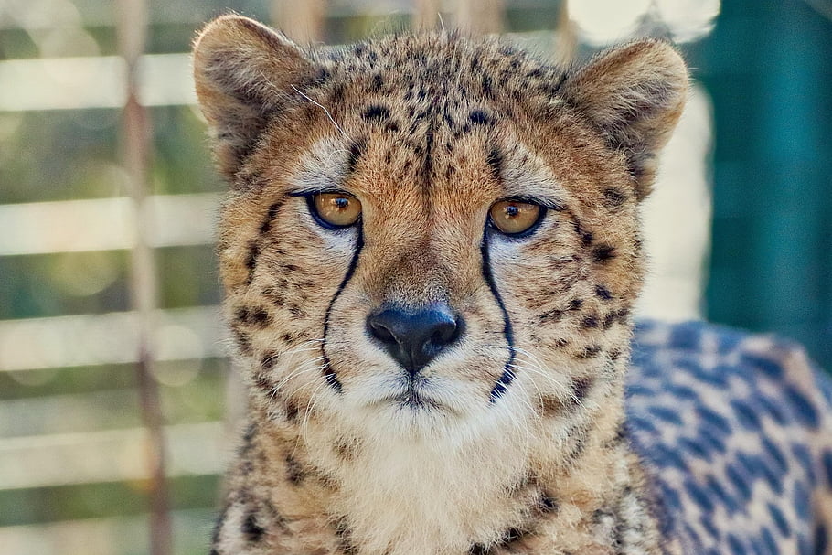 Gepard, bestie, Kočkovitý, savec, zvíře, portrét, oči