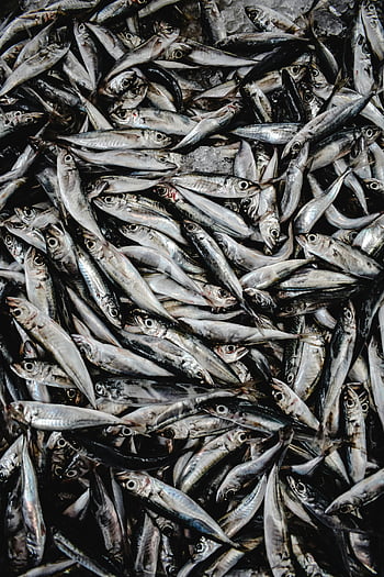 pesce fresco, sardine, Mercato dei pesci funchal, Madeira Portogallo, vista dall'alto, sardine fresche, mercato del pesce, mercato vivace, frutti di mare, scena di mercato, pila di pesce