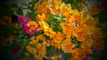 orange bougainvillea flowers, pink bougainvillea flowers, vivid orange flowers, garden setting, outdoor flowers, close-up flowers, bougainvillea blooms, orange flowers, pink flowers, garden flowers, outdoor garden