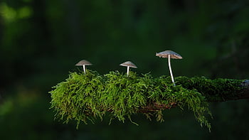 mushrooms, moss, nature, forest, forest Mushrooms, wild Mushrooms, fungi, mycology, close Up