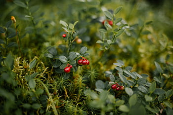 bright shiny red berries, ripe barberries, vibrant red lingonberries, lush green forest, nature-themed projects, close-up berries, red ripe berries, green forest berries, nature photography, forest berries, red forest berries