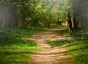 forest, nature, spring, easter