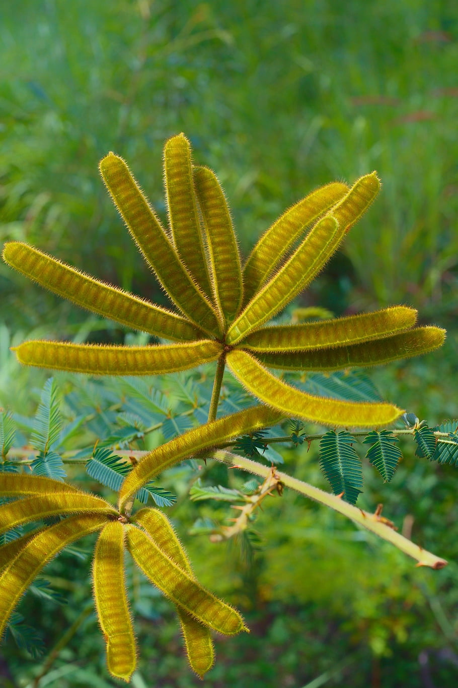 plants, nature, trees, leaves, botany, foliage, green, tree, plantae