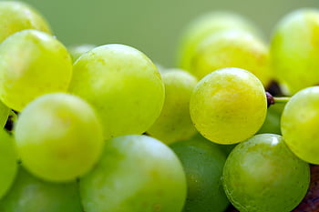 frutta, uva, salutare, raccogliere, vigneto, biologico