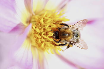 čmelák, hmyz, pyl, nektar, tyčinek, opylování, opylit, okřídlený hmyz, hymenoptera, entomologie, květ
