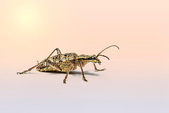 beetle, insect, black-spotted Longhorn Beetle, rhagium Mordax, macro, weevil, springtime, animal, wildlife, entomologist, biology