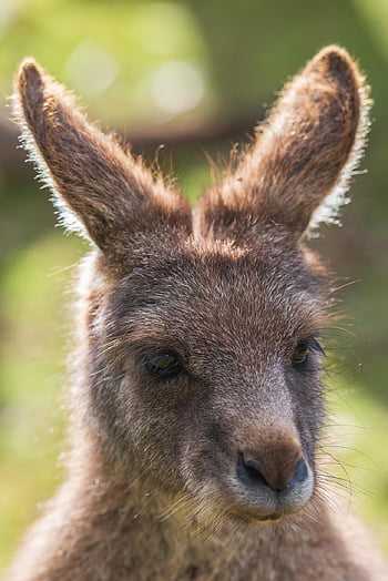 kangaroo, eastern Grey Kangaroo, animal, macropus Giganteus, marsupial, macropod, mammal, herbivore, wildlife, fauna, nature