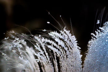 feather, fluff, frost, texture, pattern, macro