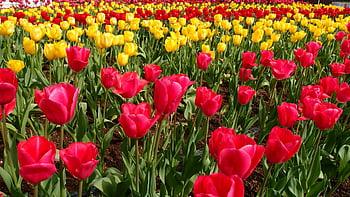 roșu petaled floare, roșu lalele, câmp de flori, flori colorate, flori de primăvară, roșii petale, lalea gradina, flori vibrante, Peisaj floral, grădină scena, înflorește roșu
