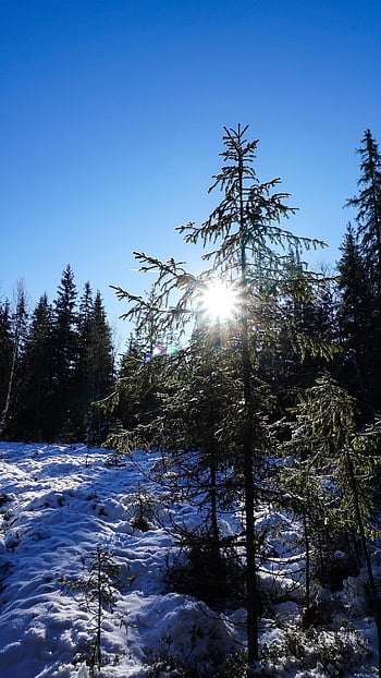 trees, sunlight, snow, conifers, coniferous, conifer Forest, snow Forest, snowy, woods, woodlands, frost