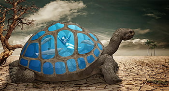 desert, tortoise, woman, nature, dolphin, water, oasis, thirst, dryness, aquarium, fishes