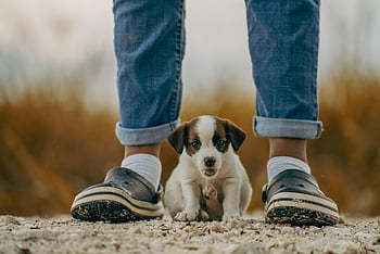 Jack Russell, Hund, Hündchen, Tier, Natur, Haustier, spielen, Glück