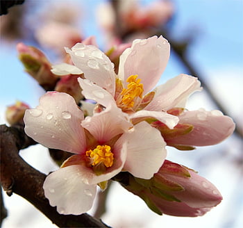 almond Blossom, almond Tree, flowers, blossom, bloom, tree, nature, close Up