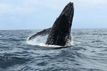 humpback whale, breaching, Pacific Ocean, Ecuador coast, majestic whale, ocean wildlife, marine life, whale watching, aquatic mammal, nature photography, wildlife photography