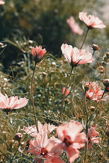 cosmos, flowers, plants, pink Flowers, petals, bloom, meadow, wildflowers, flora, nature, landscape