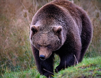 medvěd, Grizzly, Medvěd hnědý, savec, zvíře, Příroda, ursus, dravec, lovec, volně žijících živočichů, všežravec
