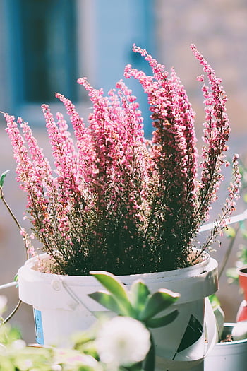 erika, ljungblommar, blommor, rosa blommor, blommande växt, krukväxt, ört, växt, hednisk, blommar, pott