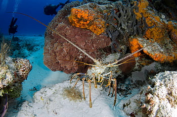 カリブ海とげのあるロブスター、 水中ビュー、 カラフルなサンゴ礁、 背景のダイバー、 海上生活、 海の風景、 海洋生物、 サンゴの生態系、 水中写真、 海洋写真、 とげのあるロブスター