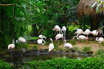 flamingos, birds, flock, animals, plumage, river, swamp, feathers, beak, bill, long-legged