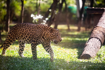 animal, leopard, mammal, species, fauna, wildlife, wild Animal, nature, wildlife Photography, wild Animals, big Cate