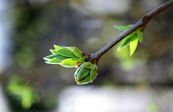 lilac, buds, branch, nature, tree, garden, spring