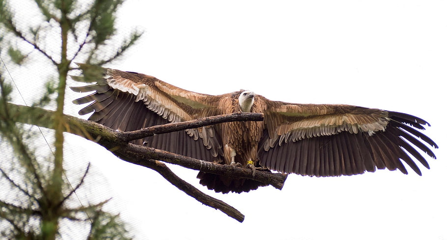 eagle, bird, wings, spread, feathers, plumage, bird Of Prey, ave, avian, ornithology, bird Watching