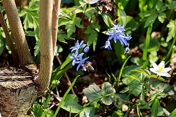 butterfly Orchid, bee, spring Flower, bluebell, spring, blue Star, wildflower, blue, scilla Campanulata, nature, wood Anemones