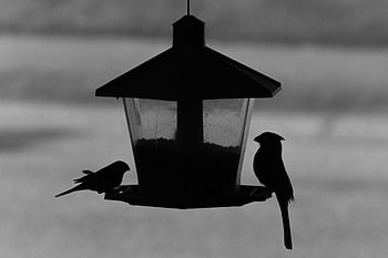 bird, feeder, nature, seed, food, animal, wildlife, beak, feathers, wings, perched