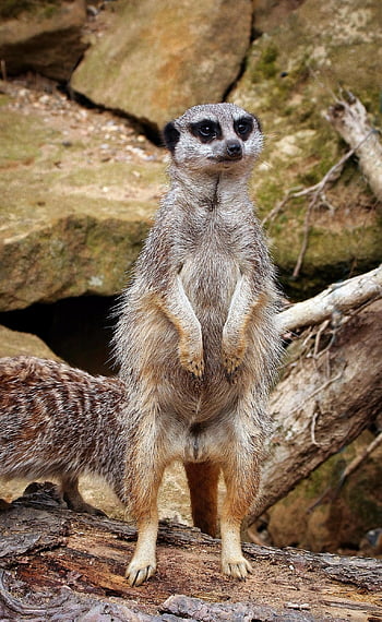 Meerkat, állat, emlős, szőrme, állatkert, vad, vadvilág, vadvilág fotózás, suricate, állati világ, természet