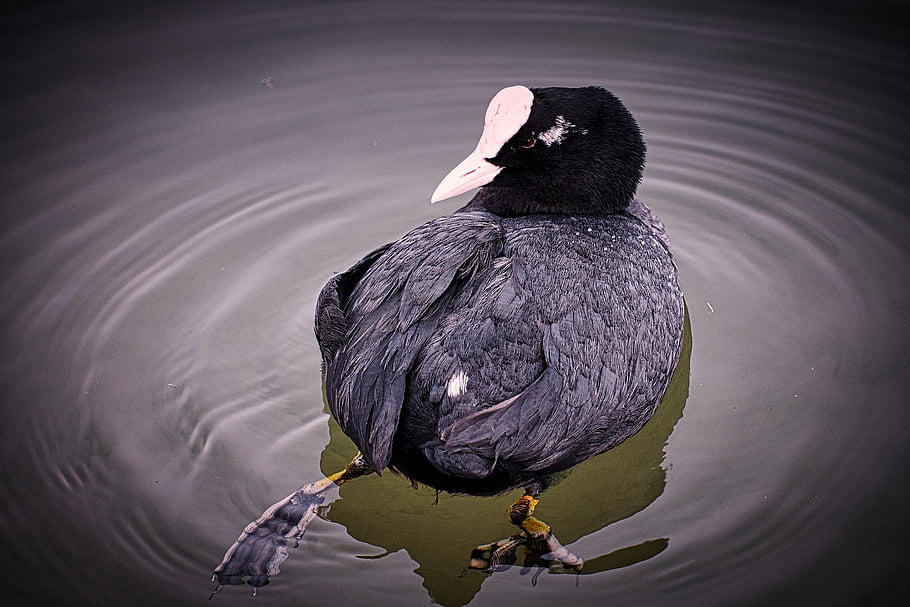 bird, eurasian Coot, ornithology, nature, coot, species, fauna, avian, animal, wildlife, beak