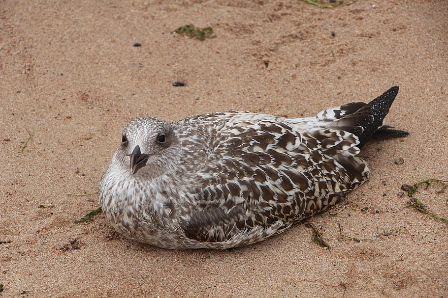 herring Gull, gull, bird, seagull, animal, wildlife, plumage, beak, sand, coast, nature