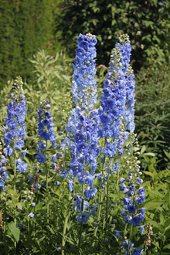 larkspur, flowers, plants, delphinium, blue Flowers, petals, buds, bloom, leaves, garden, nature