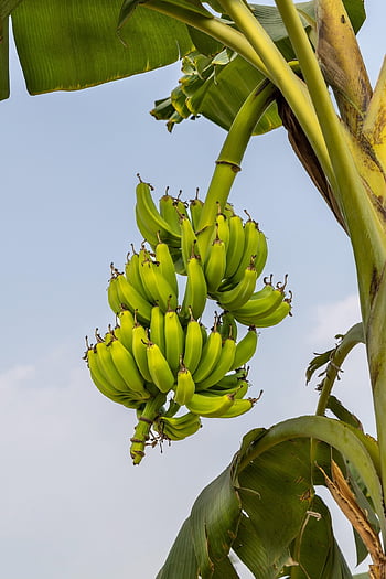 bananas, mobile Wallpaper, samsung Wallpaper, iphone Wallpaper, phone Wallpaper, fruits, ipad Wallpaper, plantains, lock Screen Wallpaper, beautiful Wallpaper, nature