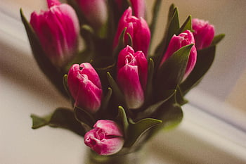tulipes roses, mise au point sélective, fleurs de printemps, arrangement intérieur, vase, beau bouquet, fleurs roses, bouquet de tulipes, bouquet de printemps, arrangement floral, fleurs d'intérieur