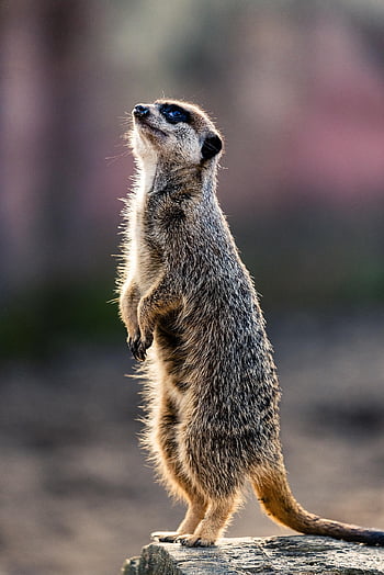 Meerkat, állat, állatkert, suricate, indiai menyét, emlős, vadvilág, aranyos, szőrme, kíváncsi, állati világ